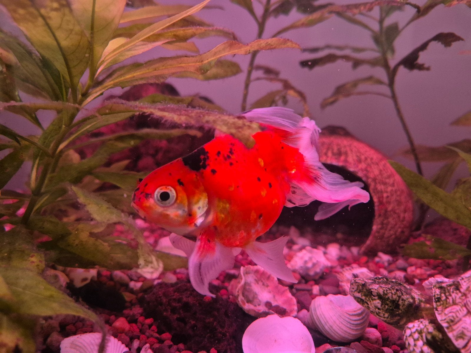 Aquarium vissen, Sluierstaarten, Vis