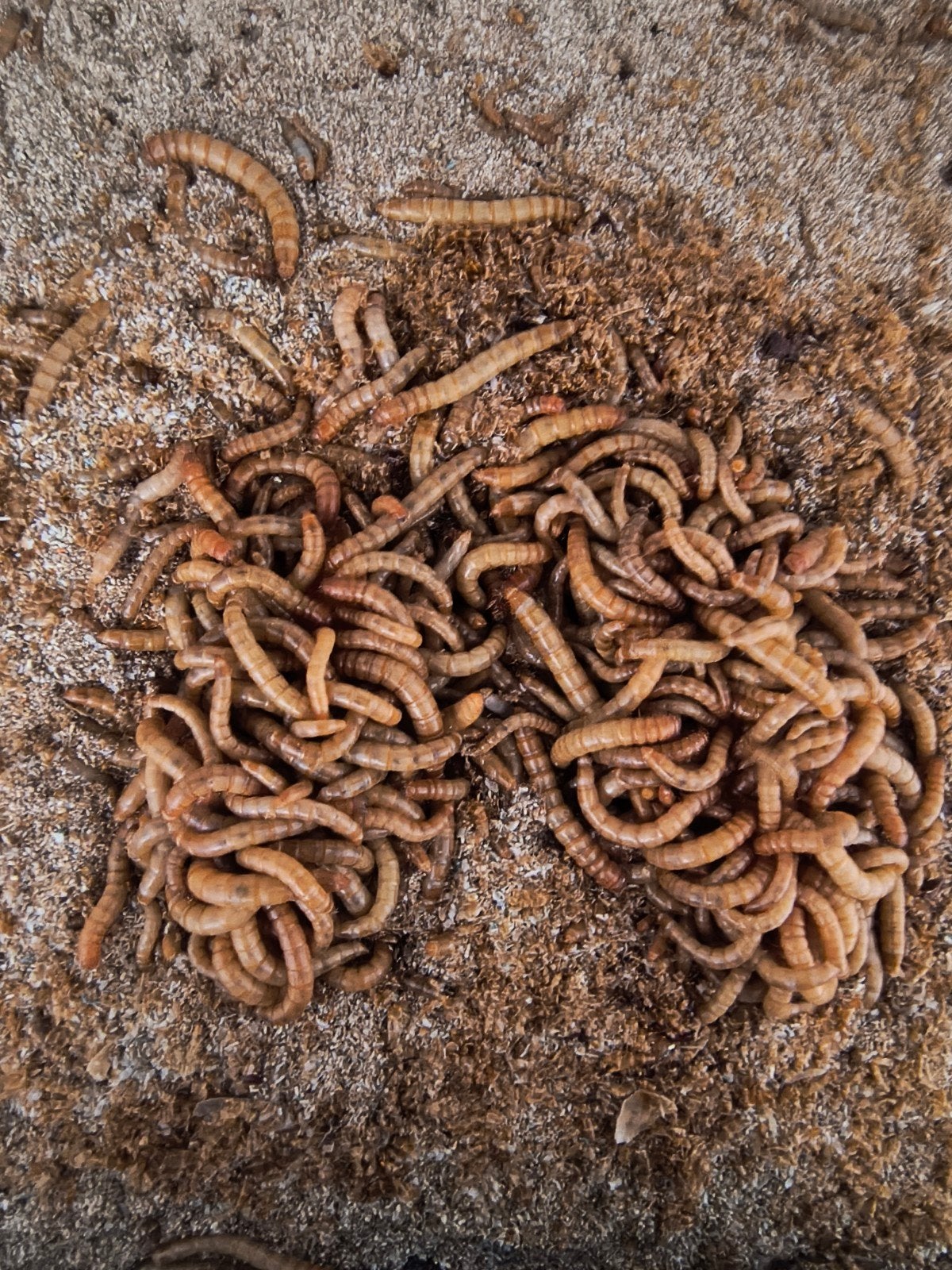 Verse, grote levende meelwormen, 2,- p/100g. Verzenden kan!, Dieren en Toebehoren, Dierenvoeding, Ophalen of Verzenden, Reptiel of Amfibie