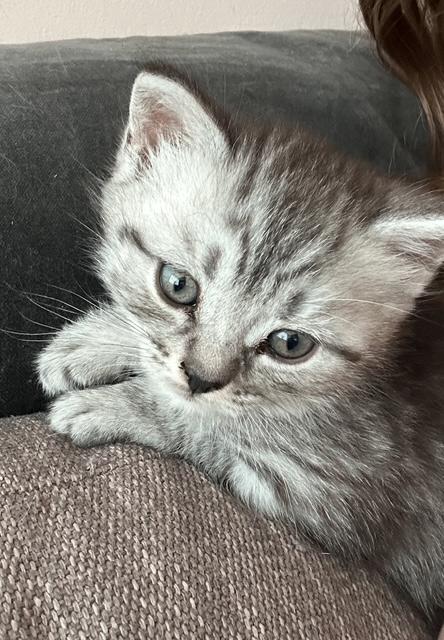 Britse korthaar kittens - Whiskas poesjes, Meerdere dieren, Ontwormd, 0 tot 2 jaar