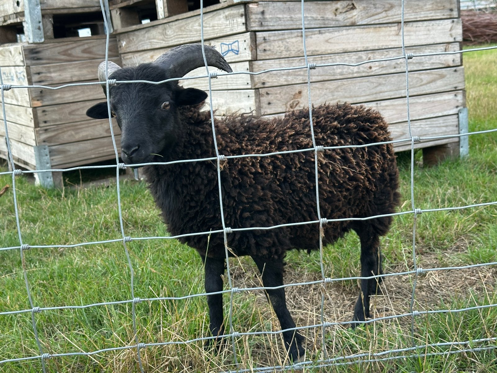 Ouessant ram bruinzwart 2026, Dieren en Toebehoren, Mannelijk, Schaap, 0 tot 2 jaar
