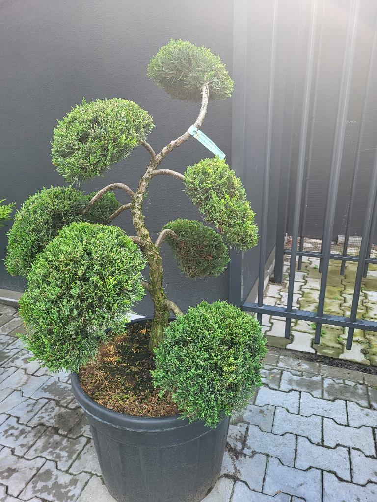 Juniperus sabina Tam No Blight bonsai, Volle zon, Vaste plant, Bloeit niet, Ophalen