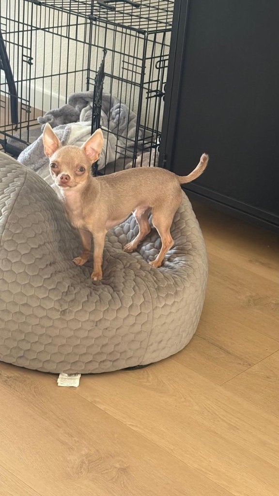 Onze Chihuahua, Reu, 1 tot 2 jaar, Parvo, Eén hond