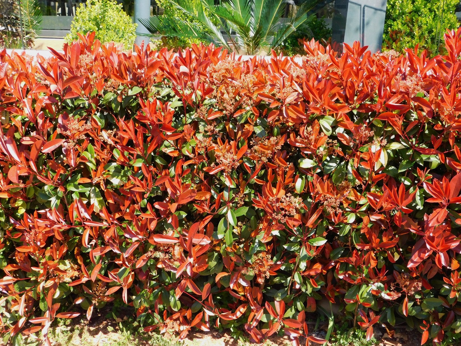 Photinia Red Robin 40-50 cm | Wintergroene Haagplant, Ophalen of Verzenden, Halfschaduw