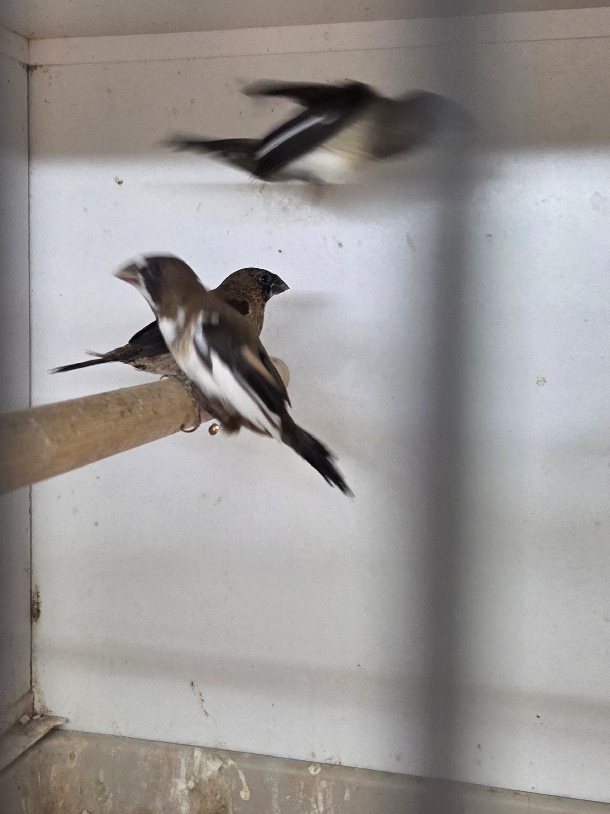 Japanse meeuwen, Dieren en Toebehoren, Vogels | Overige Vogels, Meerdere dieren