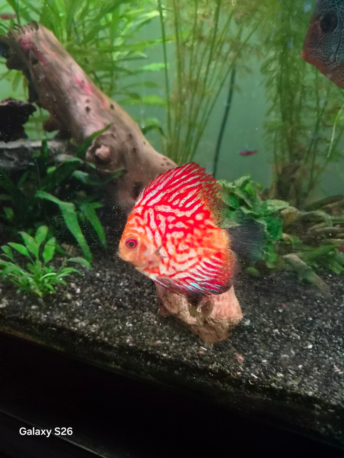 chihiros 1500 led, Ophalen of Verzenden, Overige typen