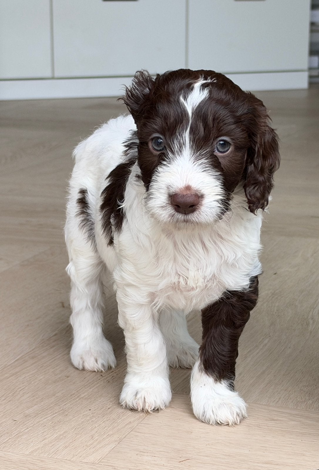 Nestje F1 Springer Doodle / Sproodle pups, 8 tot 15 weken, Meerdere, Meerdere dieren, CDV (hondenziekte)