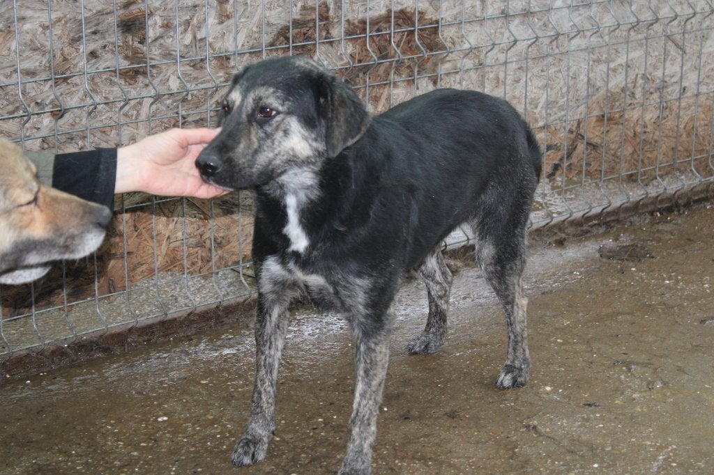Lieve, wat onzekere Wisley ter adoptie, Particulier, Reu, Buitenland, Eén hond