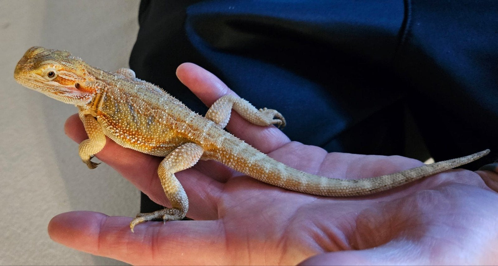 Baardagamen geboren op 1 april 2026, Dieren en Toebehoren, Reptielen en Amfibieën, Amfibie, 0 tot 2 jaar