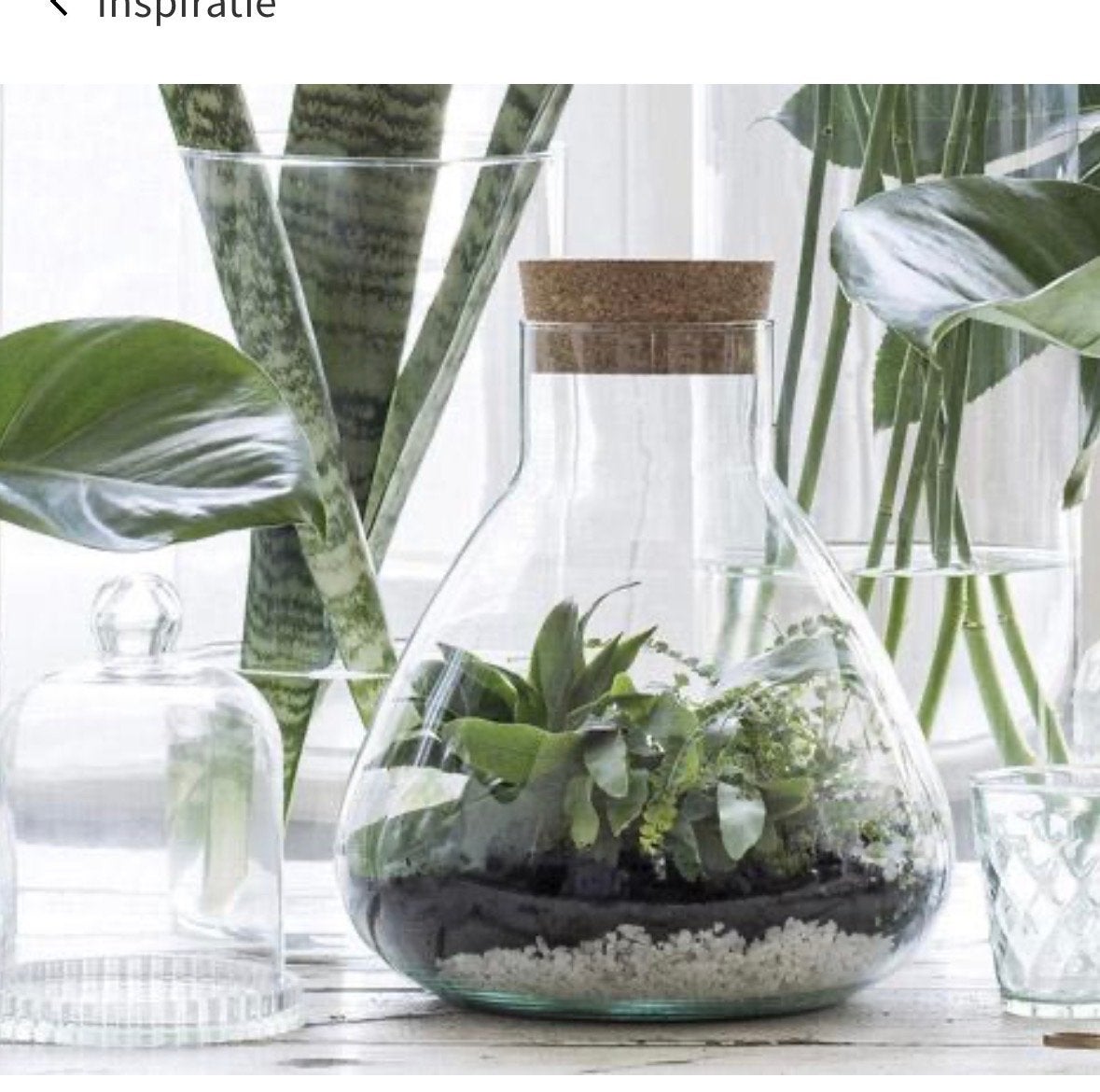 Glazen terrarium met kurken deksel. Vaas pot, Ophalen, Overige kleuren, 50 tot 75 cm, Glas