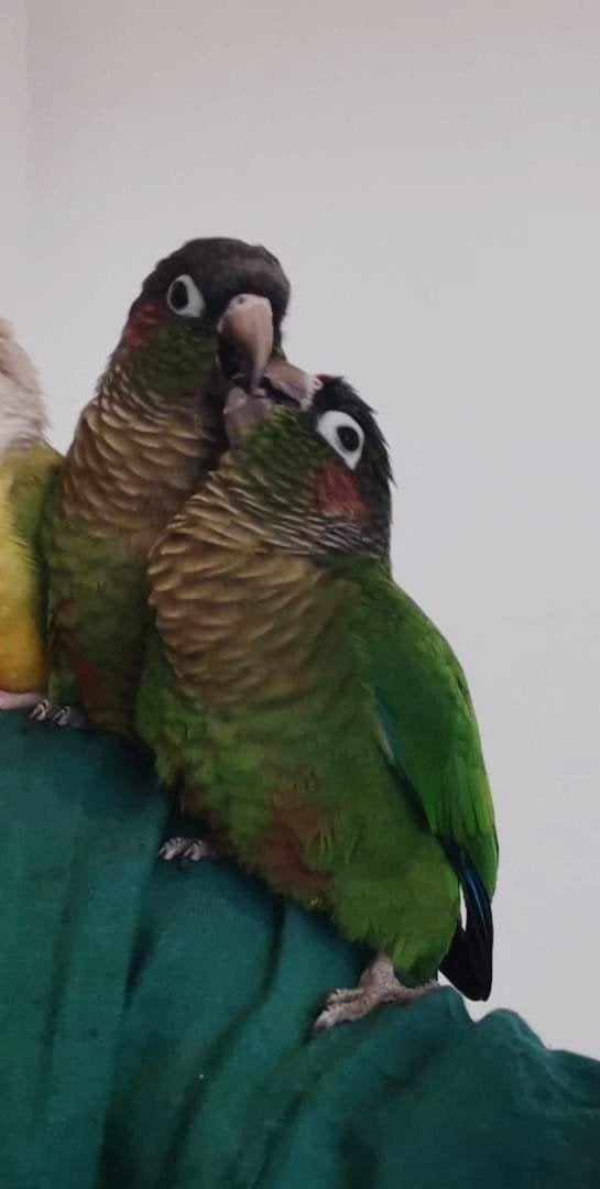 2 Pyrrhura's uit 2022 zoeken een gezellig huisje., Meerdere dieren, Parkiet