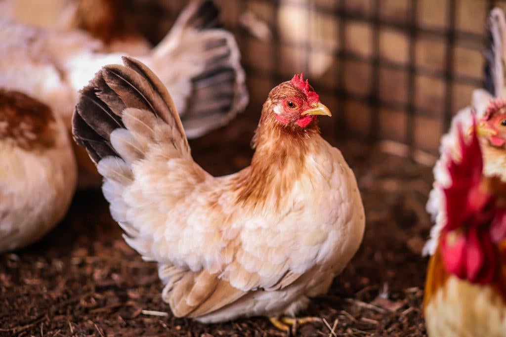 Chabo krielkip | Kleine kippen | Passend advies, Dieren en Toebehoren, Pluimvee, Vrouwelijk, Kip