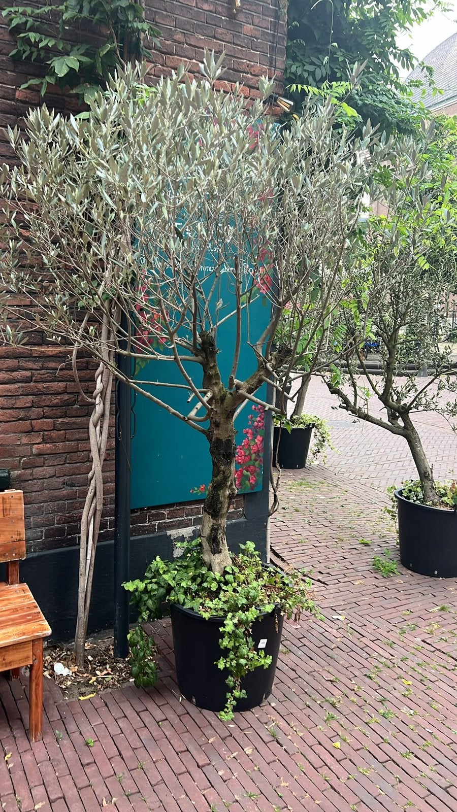 Olijf boom, Ophalen of Verzenden, In pot, Volle zon, Olijfboom