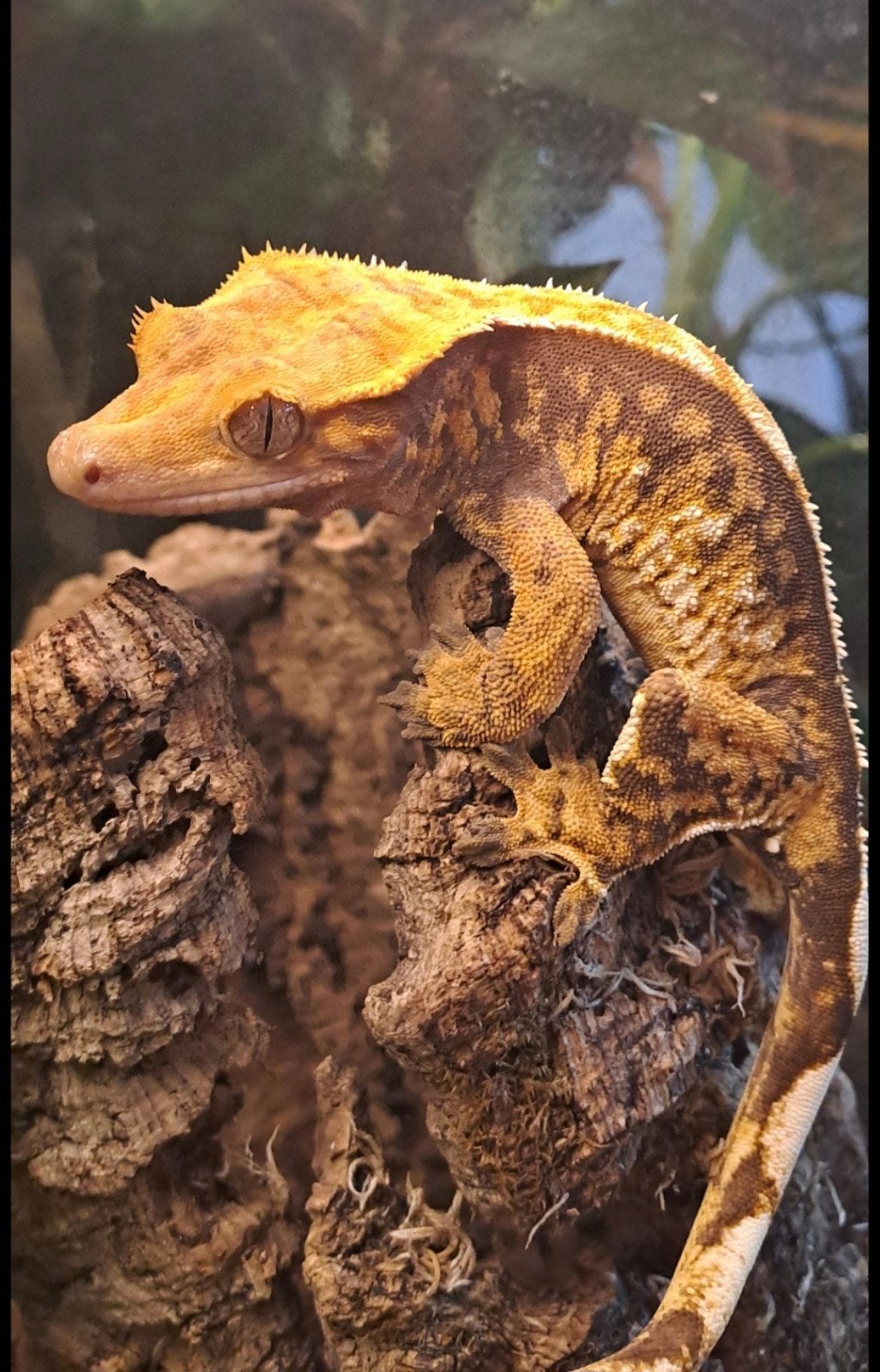 Crested gecko vrouwtje Crested Gecko - female for sale from R