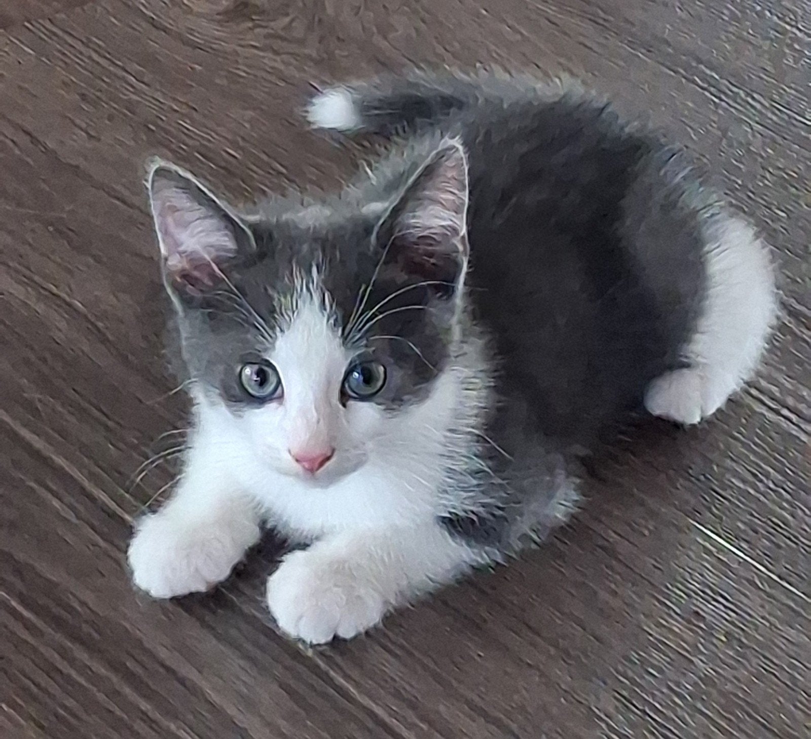 grijs wit katertje, kitten, Dieren en Toebehoren, Katten en Kittens | Overige Katten, Kater, Kortharig, 0 tot 2 jaar