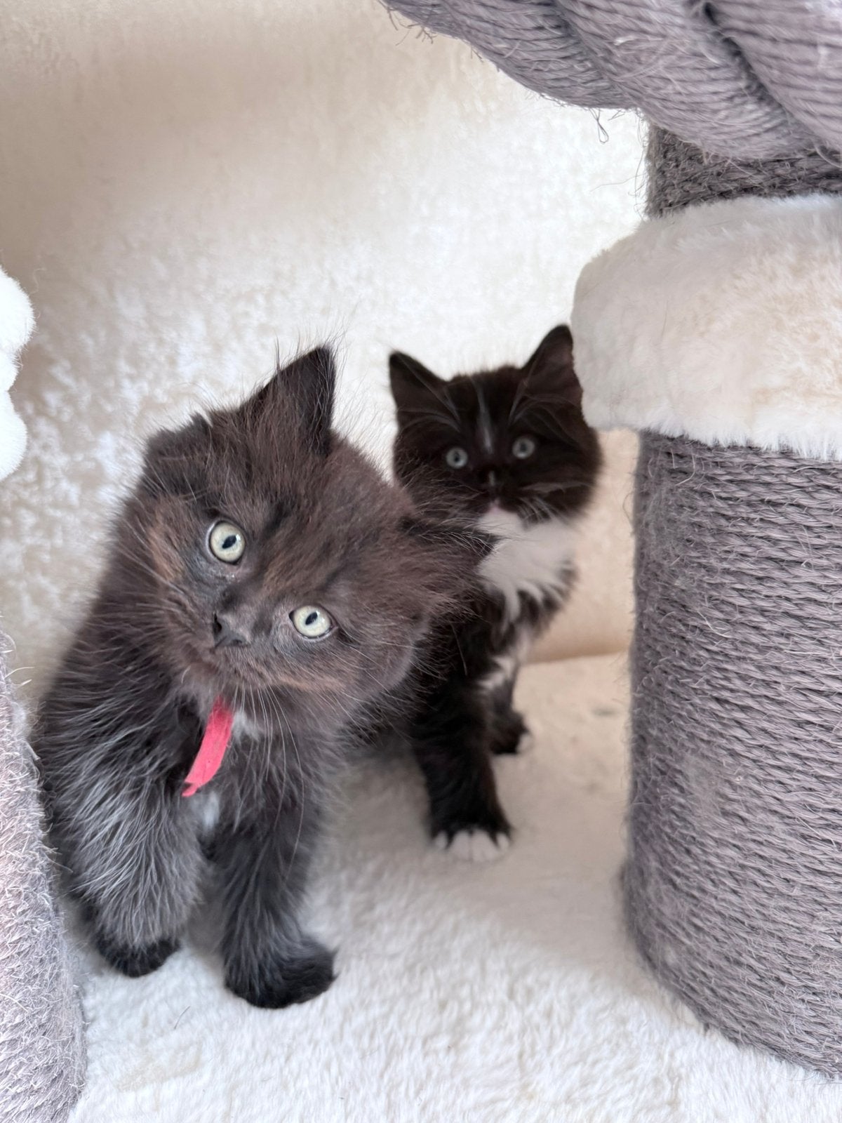 Lieve Ragdolls zoeken huisje, Dieren en Toebehoren, Katten en Kittens | Raskatten | Langhaar, Kater, Gechipt, 0 tot 2 jaar