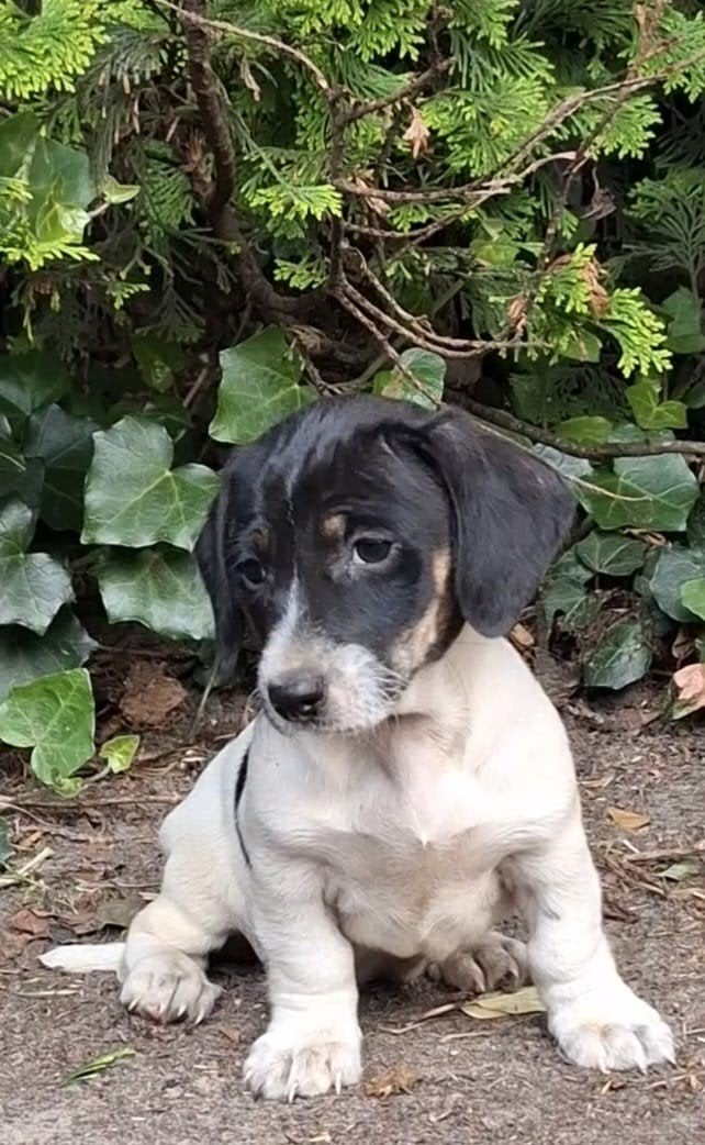 Prachtige teckel pups piebald en black and tan, 8 tot 15 weken, Korthaar, Meerdere, Meerdere dieren