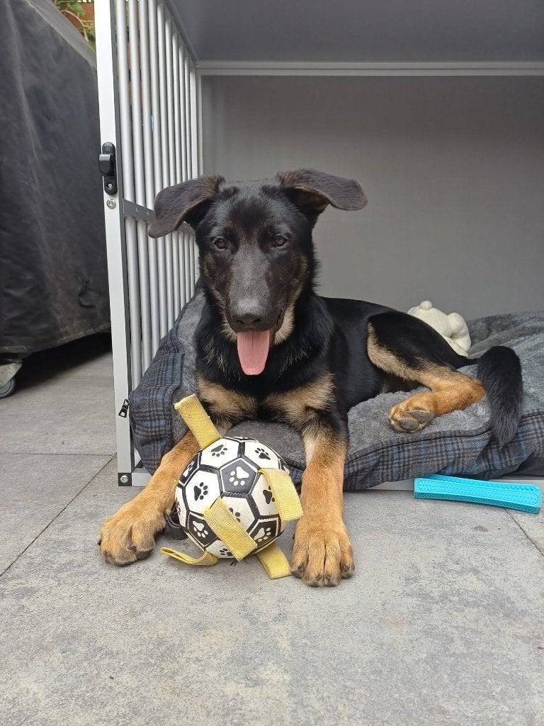 Duitse Herder pup, reu, 5 maanden, Dieren en Toebehoren, Honden | Herdershonden en Veedrijvers, 15 weken tot 1 jaar, Reu, Parvo