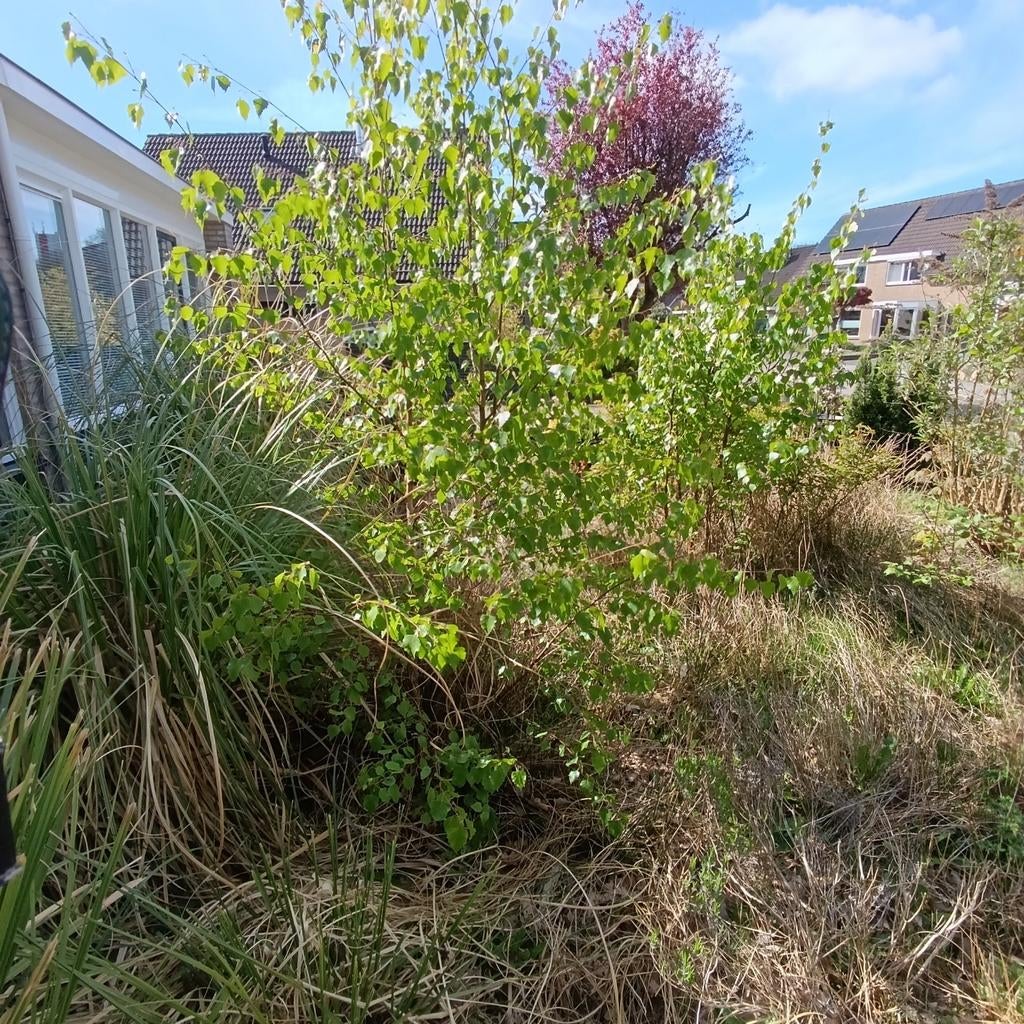 Diverse planten, Tuin en Terras, Ophalen, Hortensia, Minder dan 100 cm