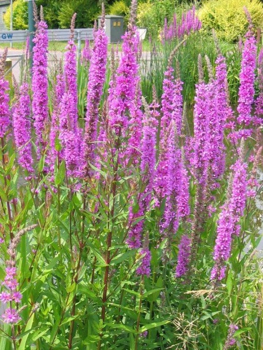 Lythrum salicaria in een P9 pot., Tuin en Terras, Planten | Tuinplanten, Ophalen, Volle zon, Vaste plant, Zomer