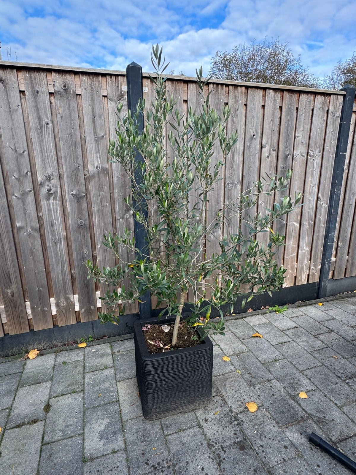 Olijfboom 170 cm in pot - Mediterrane sfeer in uw tuin, Lente, 100 tot 250 cm, Olijfboom, Ophalen