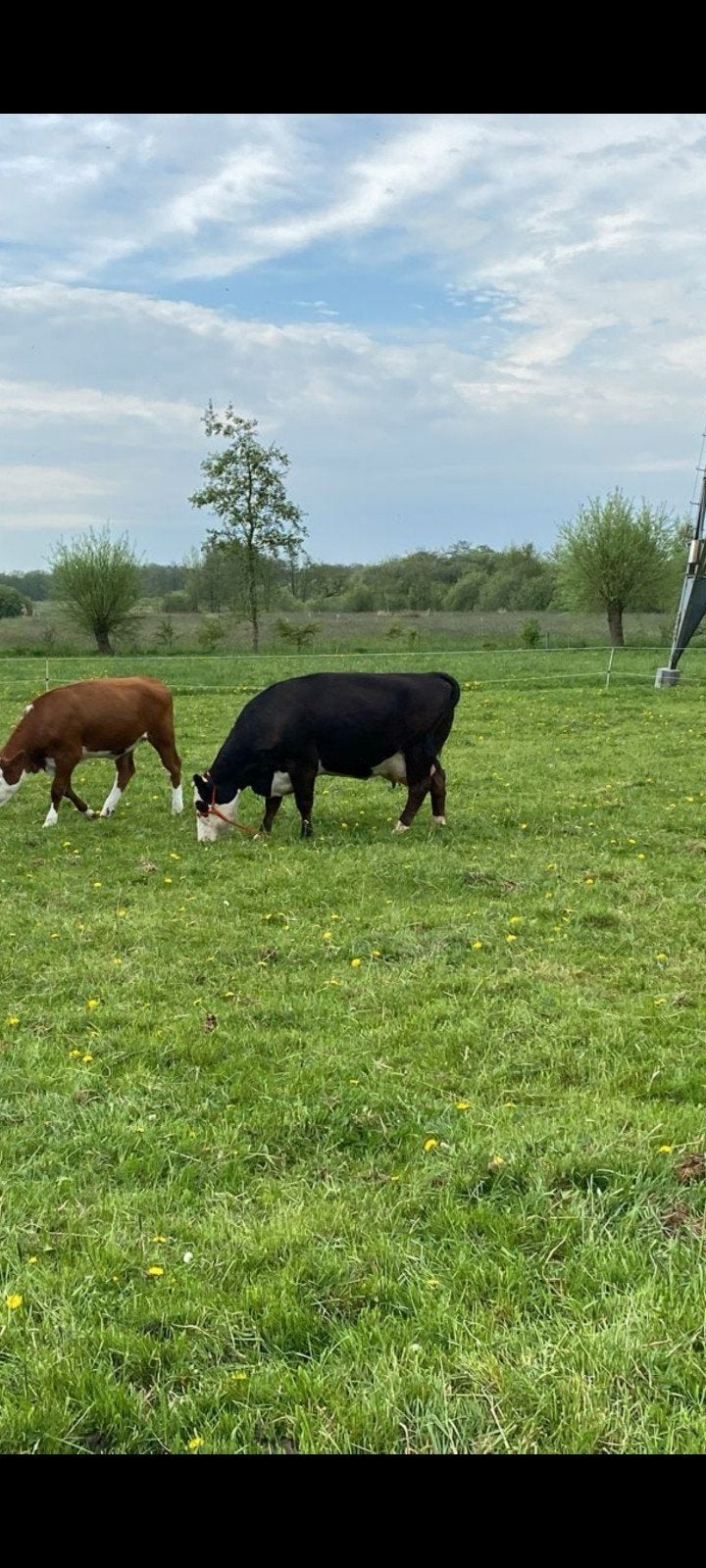 Blaarkop, Mannelijk