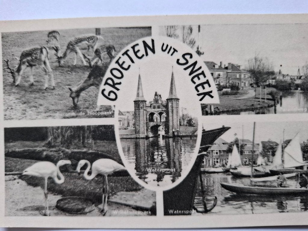 Zoo, Verzamelen, Ophalen of Verzenden, 1940 tot 1960, Ongelopen, Wild dier