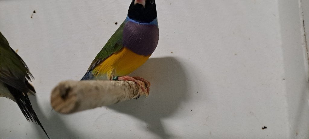 Gould amadines split voor blauw, Meerdere dieren, Tropenvogel, Geringd