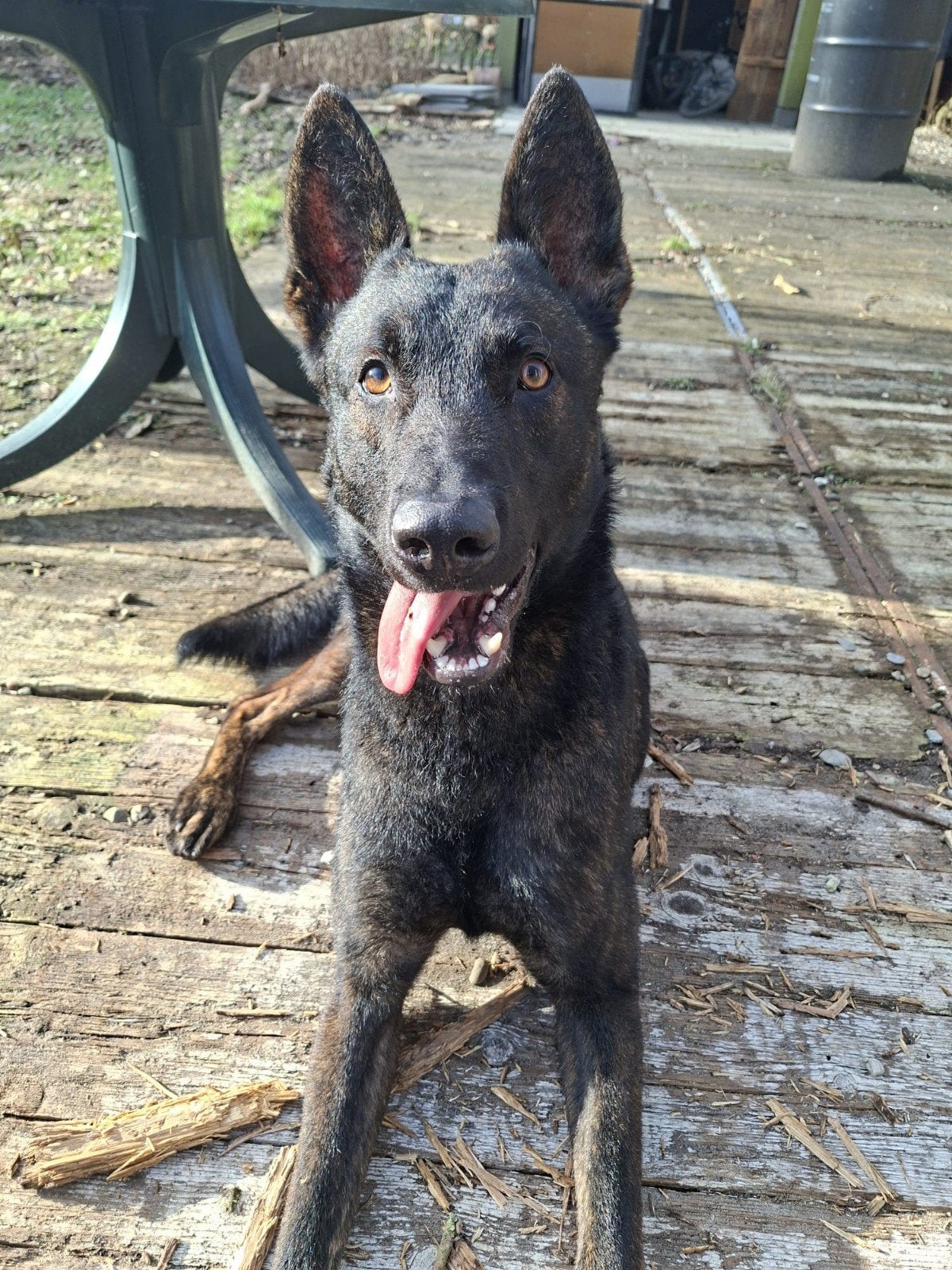 Max zoekt nieuwe mand, Reu, 1 tot 2 jaar, Eén hond, Herder