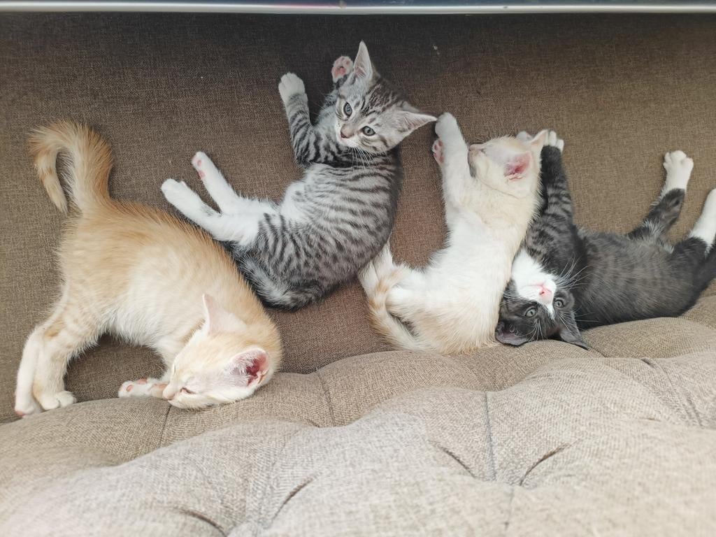 Alle vier gereserveerd. Half Maine Coon kittens, Meerdere dieren