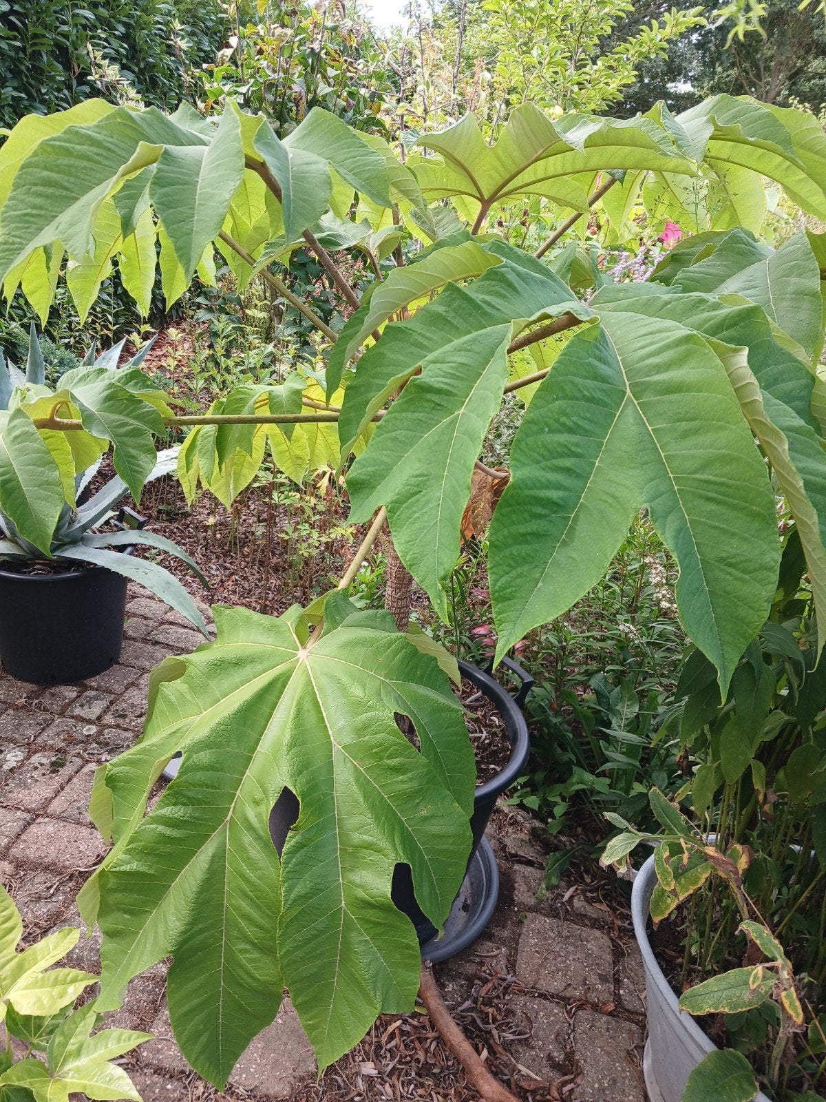 Japanse rijstpapierplant, Ophalen, Bloeit niet, Halfschaduw, Overige soorten