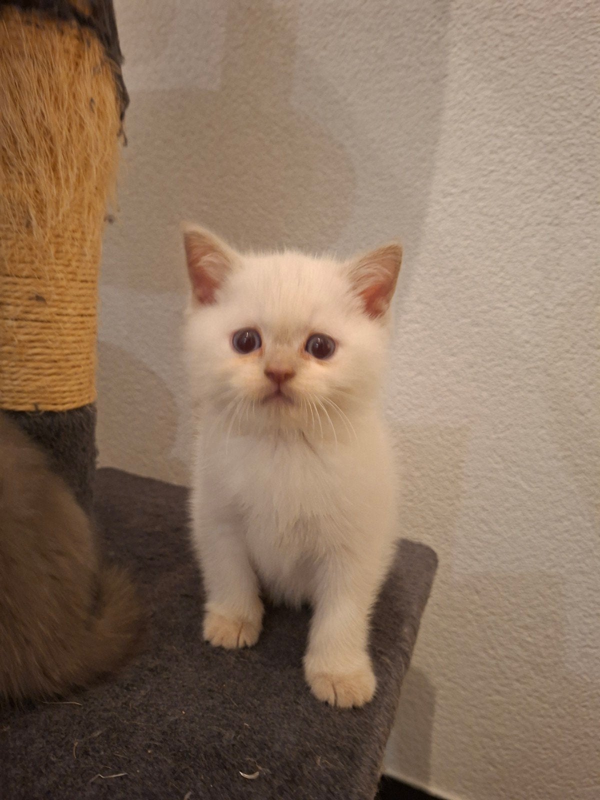 Britse korthaar bleupoint  nestje 100% ras, Dieren en Toebehoren, Katten en Kittens | Raskatten | Korthaar, Poes, Met stamboom