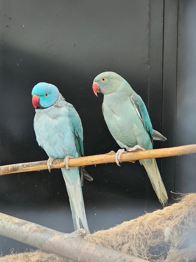 Koppel Halsbandparkieten | Blauw | 2025, Dieren en Toebehoren, Meerdere dieren, Parkiet, Geringd