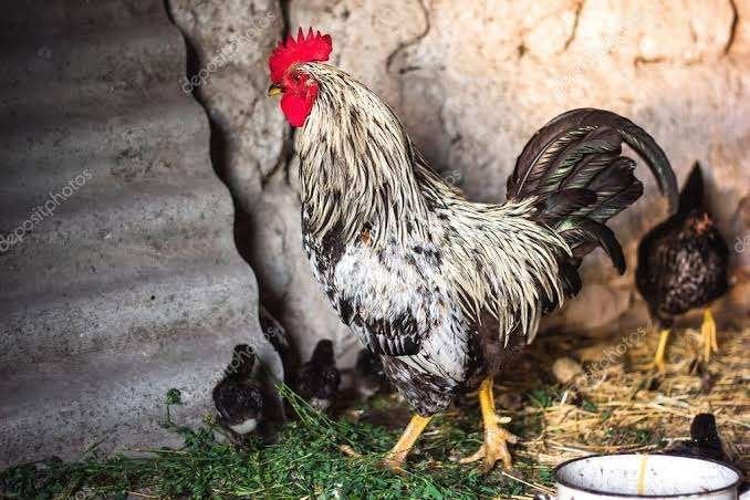 Jonge Hanen [grote hanen], Dieren en Toebehoren, Pluimvee, Mannelijk, Kip