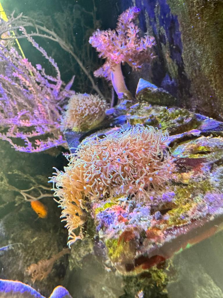 Green star polyps / sterpoliep / gsp te koop, Overige typen