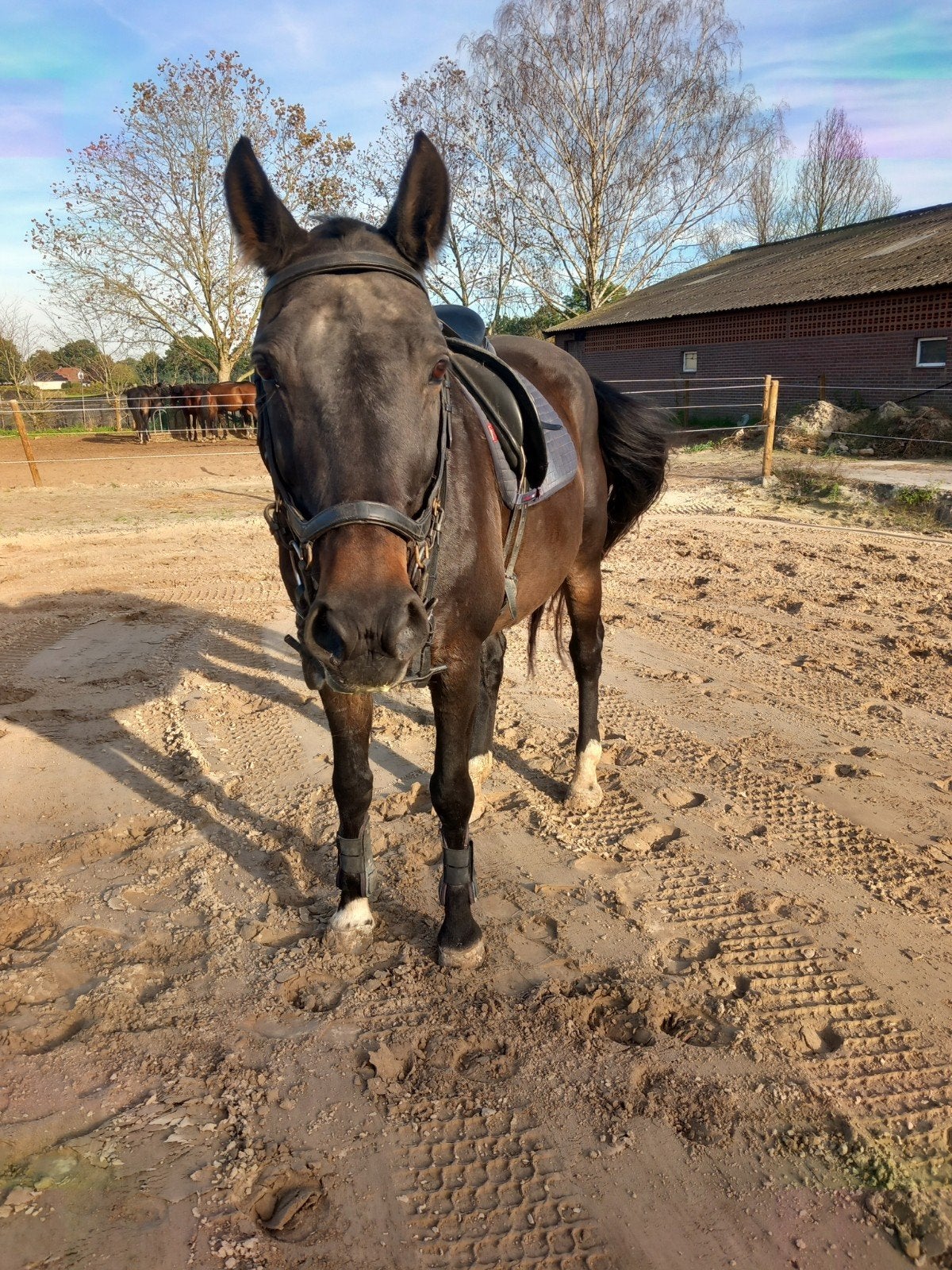 Leuke merrie te koop!, Merrie, Met stamboom, L, 11 jaar of ouder