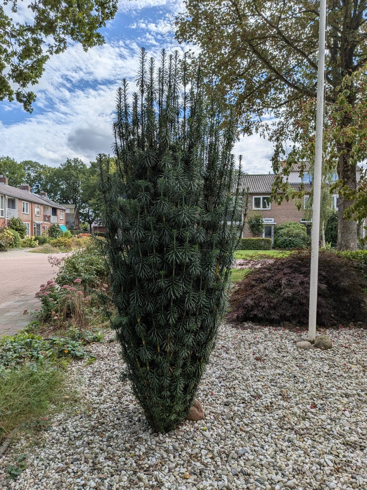 Taxus 2 meter, Ophalen, Bloeit niet, Halfschaduw, Overige soorten