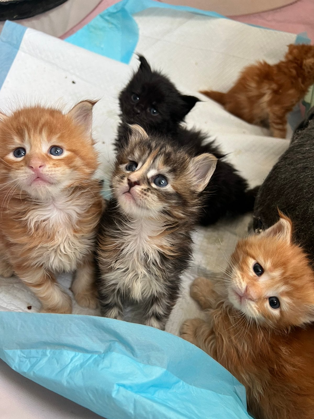 Maine Coon kittens met stamboom, Meerdere dieren, Met stamboom, 0 tot 2 jaar