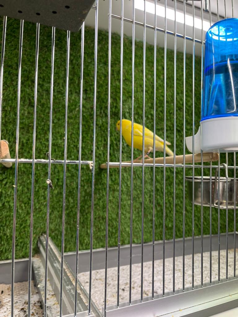 Jongen kanaries te koop, Meerdere dieren, Kleurkanarie