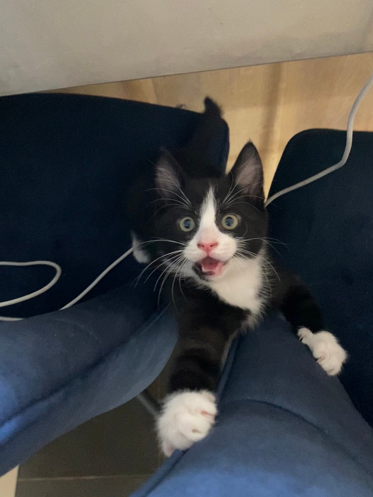 Kitten; lief, speels, ontvlooid, ontwormd, 12w, Meerdere dieren, Ontwormd, 0 tot 2 jaar