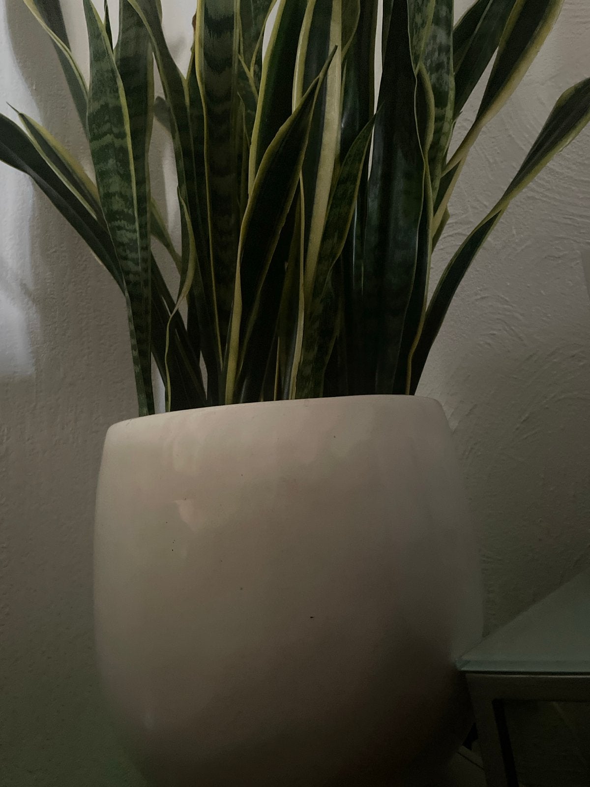 Grote Sansevieria in witte pot, Ophalen, 100 tot 150 cm, Overige soorten, Halfschaduw