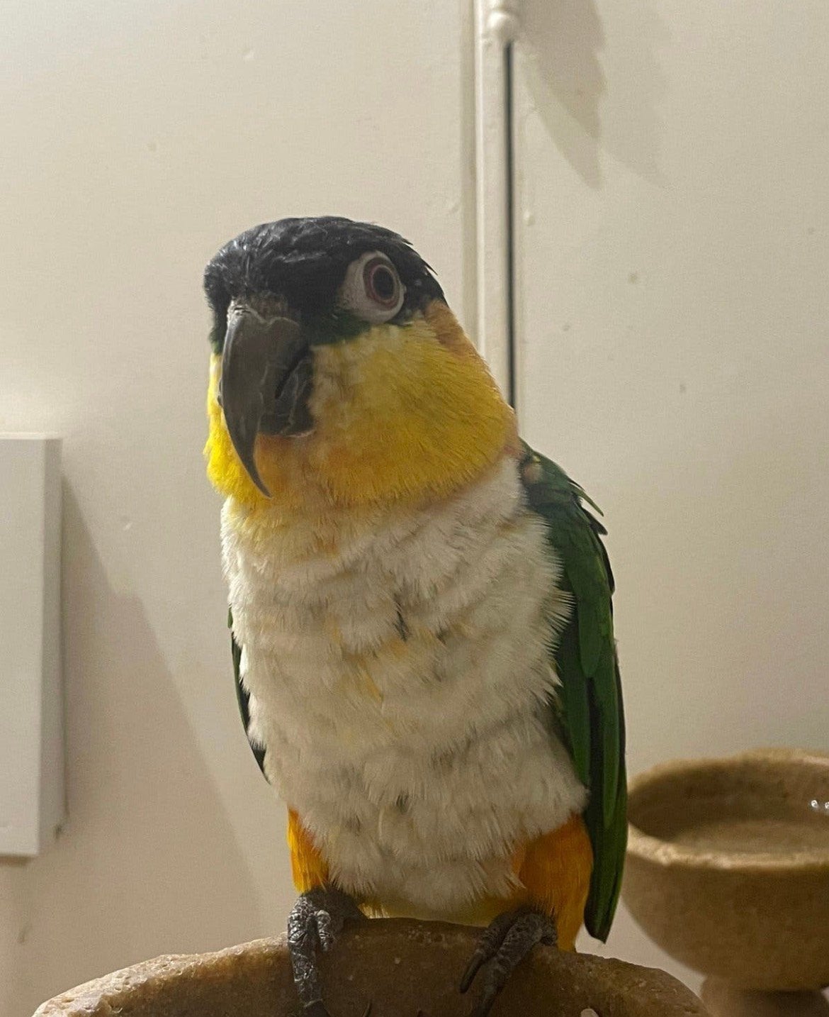 zwartkop caique tam, Mannelijk, Papegaai, Tam