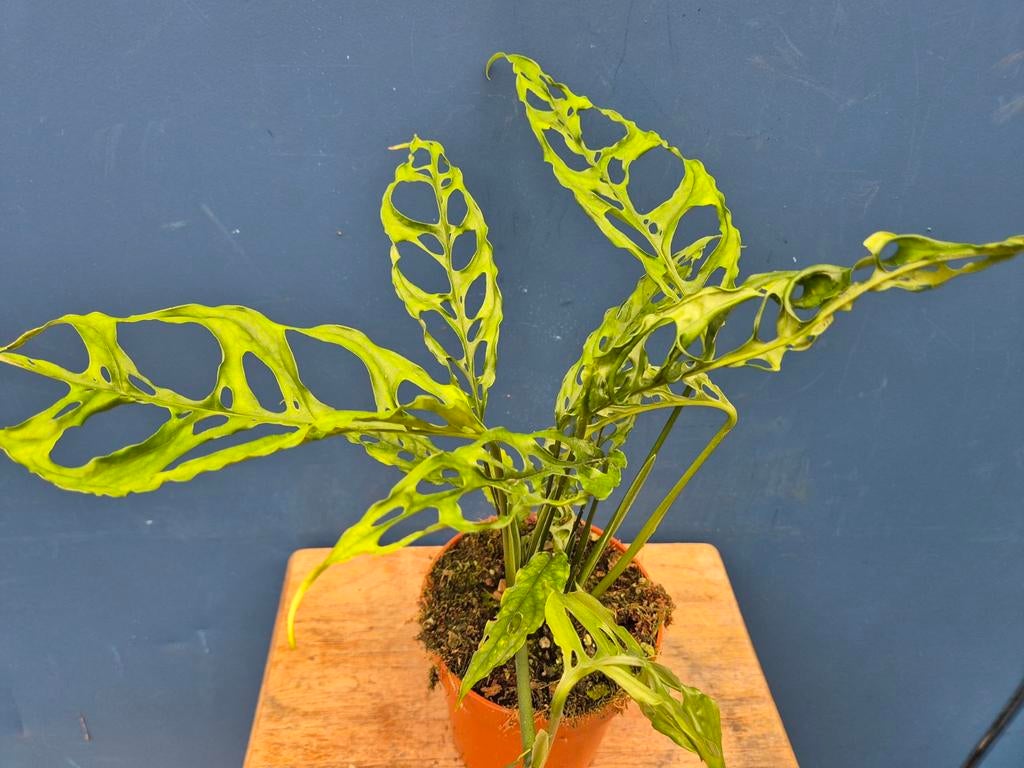 Monstera Obliqua Peru p12, meerdere vergelijkbare exemplaren, Huis en Inrichting, Kamerplanten, Ophalen of Verzenden, Halfschaduw