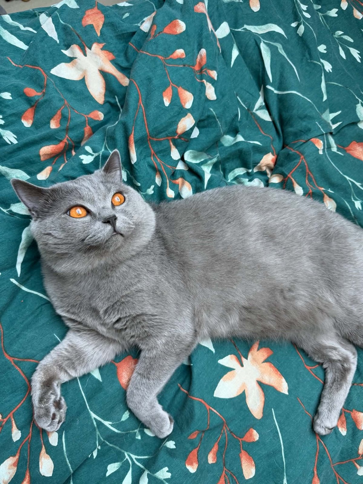 Britse korthaar dekkater, Dieren en Toebehoren, 0 tot 2 jaar