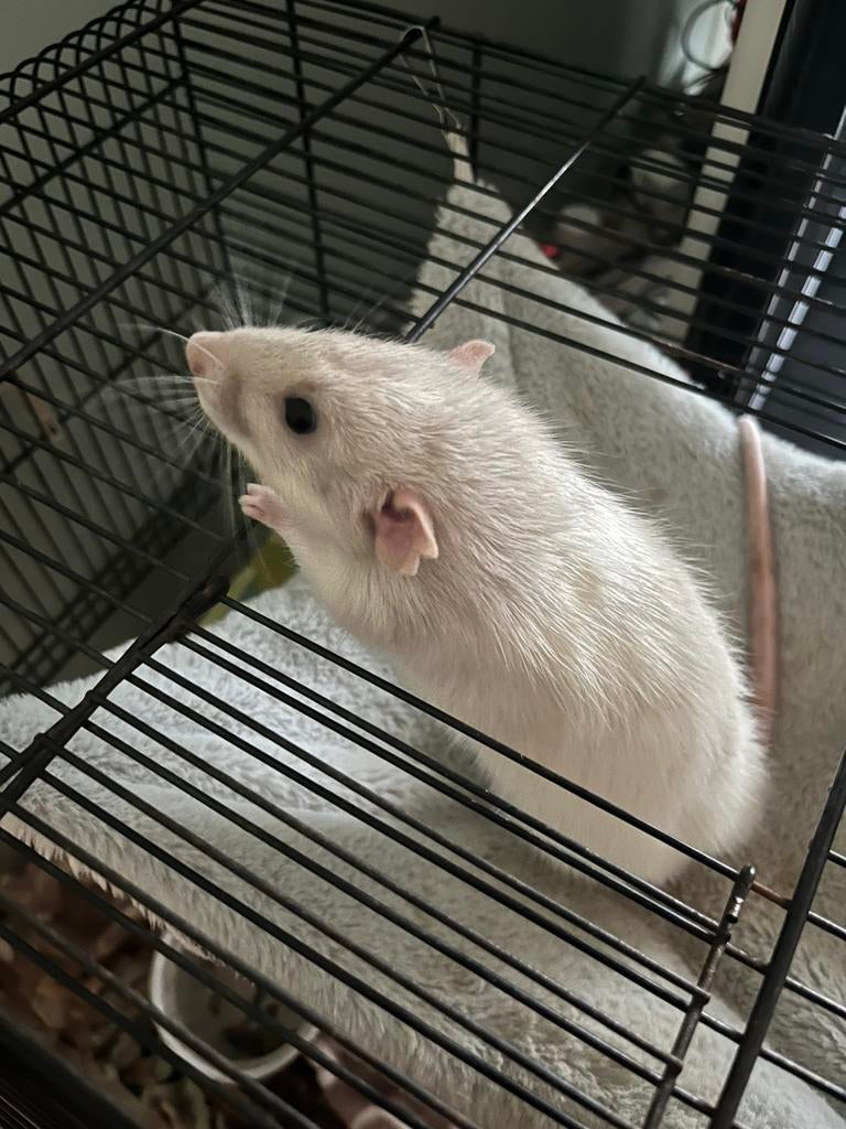 Ratje (man), Dieren en Toebehoren, Knaagdieren, Rat, Mannelijk, Januari, Tam