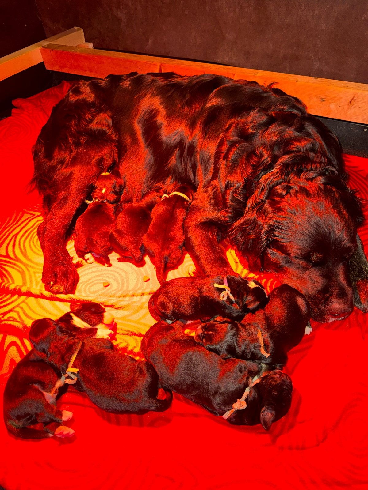 Boulab pup (reutje), Reu, 8 tot 15 weken, Groot, CDV (hondenziekte)
