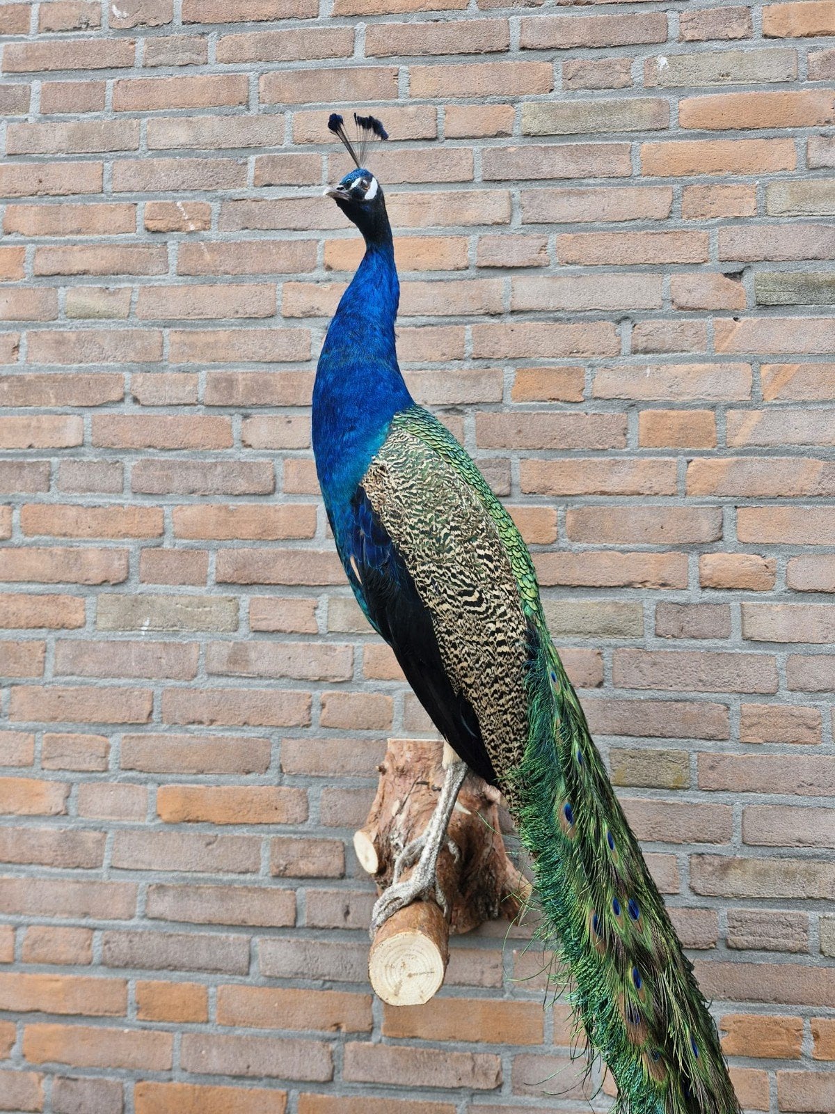 Een schitterende grote opgezette pauw om op te hangen!, Ophalen, Nieuw, Overige soorten, Opgezet dier