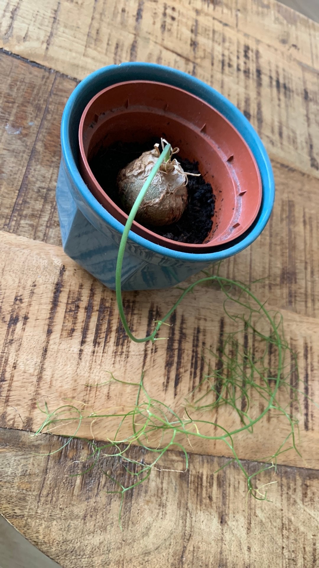 Bowiea Volubilis Vitrageplant, Tuin en Terras, Bloempotten, Rond, Ophalen of Verzenden, Zo goed als nieuw, Minder dan 40 cm