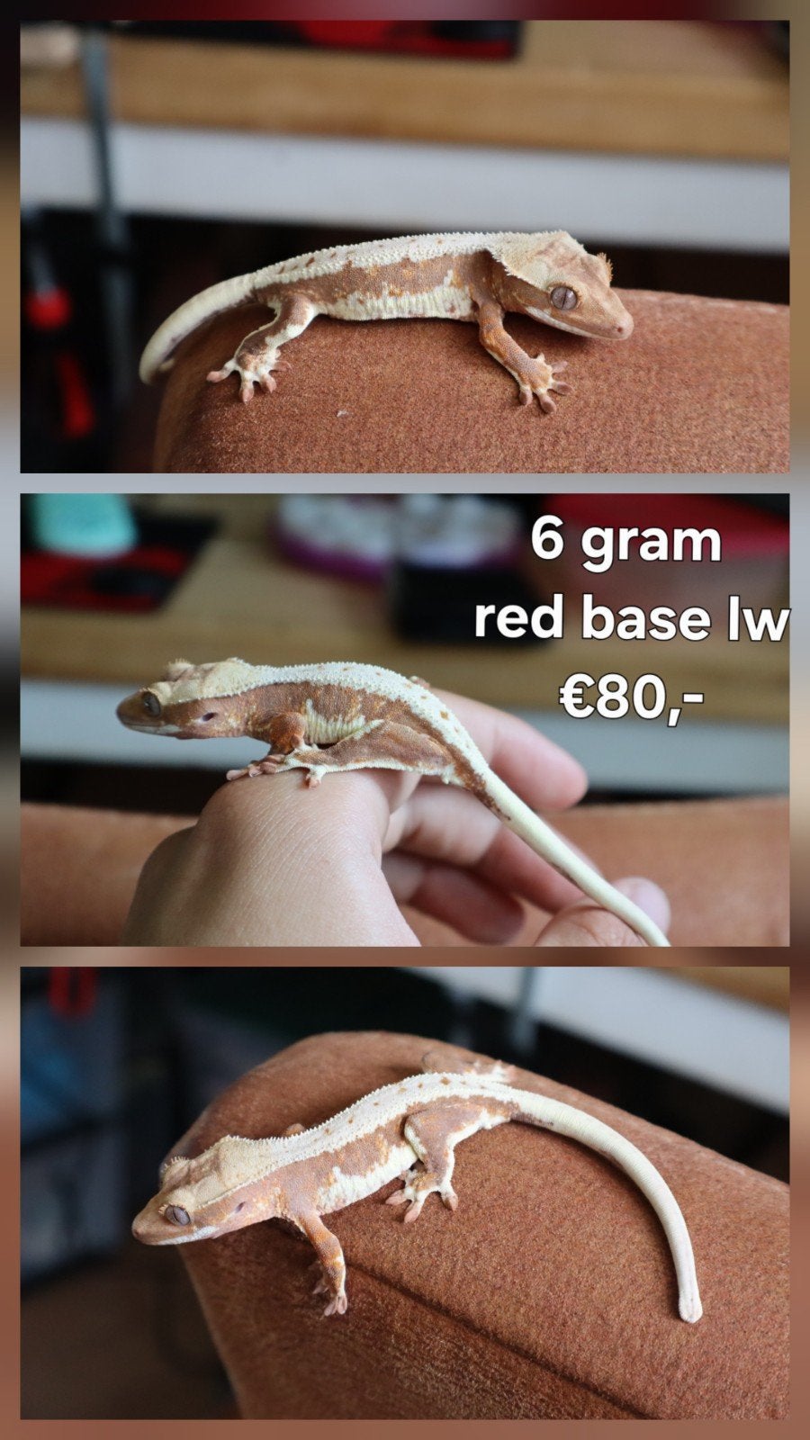 0.0.1 Wimpergekko (Crested Gecko) Lilly White, Dieren en Toebehoren, Hagedis, Tam, 0 tot 2 jaar