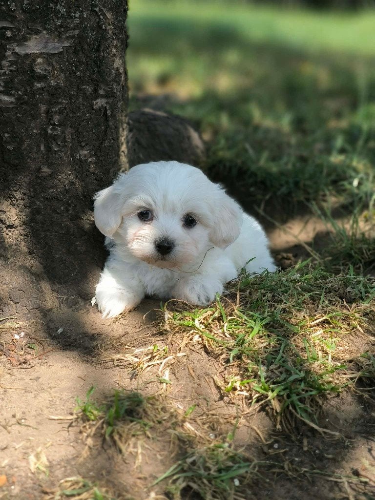 Maltezer pupjes bij ons geboren!!, Poedel, Parvo, België, 8 tot 15 weken
