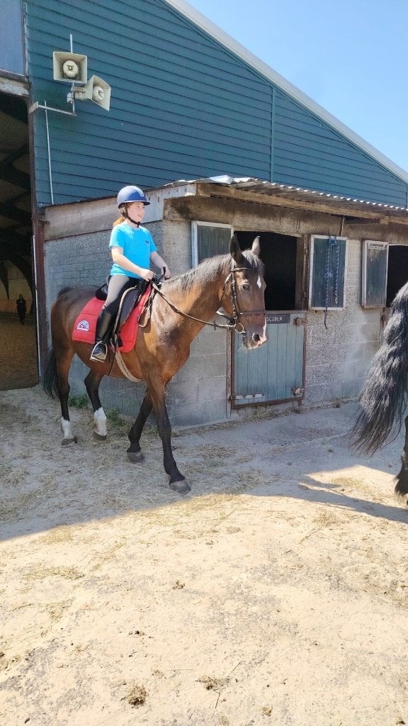 verzorg paard gezocht, Dieren en Toebehoren, Paarden en Pony's | Verzorgingsproducten, Ophalen